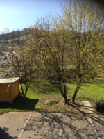 Parkplatz, Garten.JPG